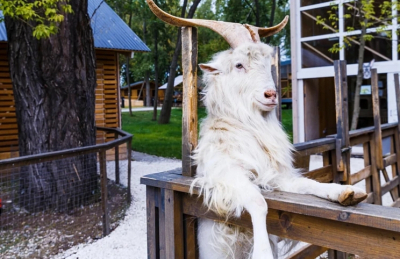 Иванов бесплатно пустят на Городскую ферму ВДНХ в День рождения козла