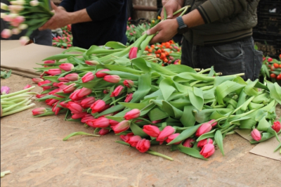 Из Свердловской области в Казахстан отправили свыше 10 тысяч тюльпанов