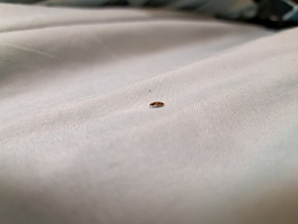 В Франции увеличилось число заражений постельными клопами